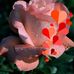 Dee Rennier - Facebook