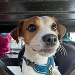 Dee Jay Jack Russell terrier - @jack_russell_dee_jay - Instagram