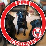 Dee Singleton - @deesdoggydos - Instagram