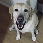 Deann Rice - @pompomswirhme - Instagram