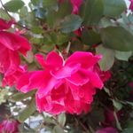 DeeDee Anderson - @deanneanderson43 - Instagram