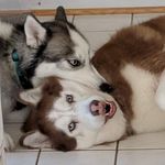 Archer And Deena - @archer_and_deena - Instagram