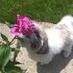 Deena Cooky McCoy Carroll - @cookies1121 - Instagram