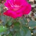 Deena George - Facebook