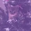 Deena 🤍 - @deena.williams43 - TikTok