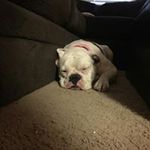Deanna Wolfe - @wolfe.deanna - Instagram