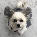 Deanna Wolfe - @picklesthepapipoo - Instagram