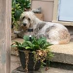Deenie Weenie - @deenie_the_pbgv - Instagram