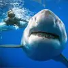 Deep Blue - @deep.blue23 - TikTok