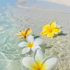 Deepti Prakash - @deepti.prakash - TikTok