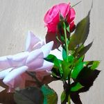 Deepa@_ Babu _ - @deepa_babu._ - Instagram