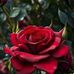 Deepa Dass - Facebook