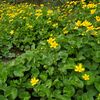 Deepa Goli Beas - @user261661774 - TikTok