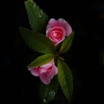 deepa hegde - @hegde1845 - Instagram