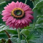 Deepa Hegde - @bhavya.bhat.562 - Instagram