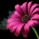 Deepa Krishnamoorthy - @deepths1972 - Instagram