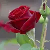 deepa manikandan - @deepamanikandan80 - TikTok