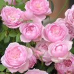 Deepa Menghani - Facebook