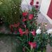 Deepa Munshi - Facebook