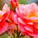 deepa sinha - @deepasinha876 - Instagram