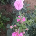 Deepak Parikh - @parikh8873 - Instagram