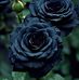 Deepika Dayal - Facebook