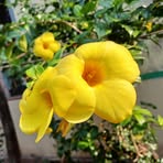 Deepti Roy - Facebook