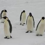 Penguin - @deidra.m.ryan.ins - Instagram