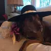 DC - @deirdrecarey4 - TikTok