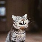 Deidre Clements - @crazycatladydeidre - Instagram