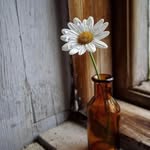 Deidre Cox - @deidreluvsdaisies - Instagram