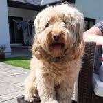 Deirdre O'Neill Dillon - @deirdreoneilldillon - Instagram