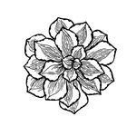 Deidre Hill - @dees_succulent_creations - Instagram