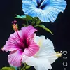 Deidre perez - @user2j64i7cd1w - TikTok