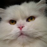 Deidre Webster - @snagglecat - Instagram