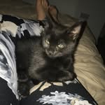 Dee Dee & Tilly 🖤🖤🐱🐱 - @barlow.deirdre - Instagram