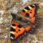 Deirdre Brockley - @deirdrebrockley - Instagram