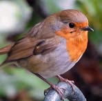Deirdre Butler Mulready - Facebook