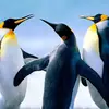 deirdrecoates - @deirdrecoates - TikTok