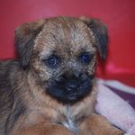 Deirdre Connolly - @lunasligoborderterrier - Instagram