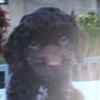 Deirdre o connor - @milo.the.bear.dogy - TikTok