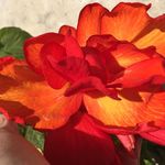 Deirdre Devine - @deirdre.devine.71 - Instagram