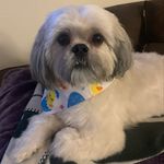 Deirdre Haggerty - @bella_boo_shihapso - Instagram
