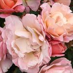 Deidre Hurst - @deehur1 - Instagram