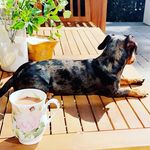 Deirdre Olson - @beanthedachshund2023 - Instagram