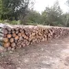 dejanilic2 - @dabarholz - TikTok