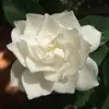 Dellena Ballard - @dellena.ballard - TikTok
