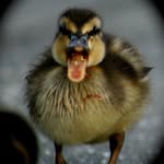 Del Clark - @tarheelduckhead - Instagram