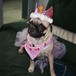 piglet ru paul roomba del rey sofia coppola norris - @piggyandthecity - Instagram