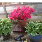 Delia Ratcliffe - Facebook